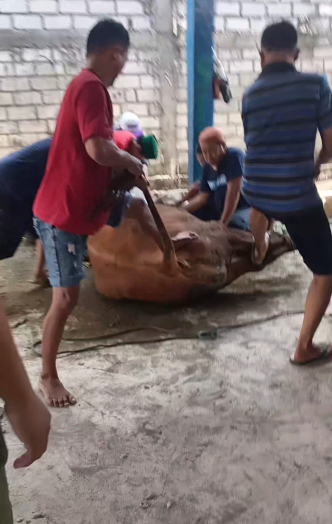 
					Mushola Al – Huda Desa Kudukeras Kecamatan Juwana – Pati Laksanakan Pemotongan Hewan Qurban