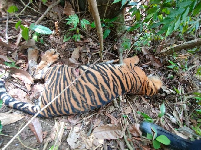 
					Anak Harimau Mati di Peunaron