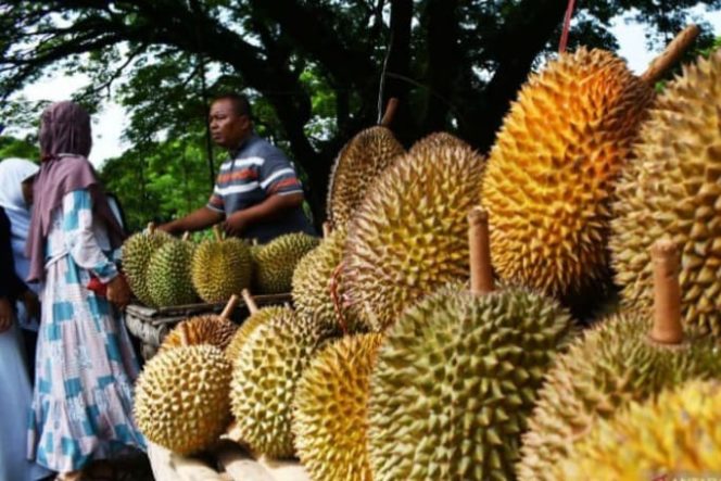 
					Cuaca Ekstrem Hantam Petani Durian di Madiun, Produksinya Anjlok Mencapai 30%