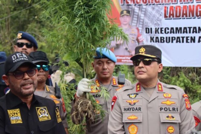 
					Kepolisian Aceh Kembali Musnahkan 43 Hektar Ladang Ganja Siap Panen