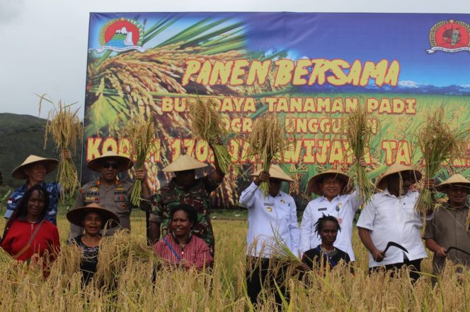 
					Peduli Ketahanan Pangan Papua Pegunungan, Dandim 1702/JWY Pimpin Panen Bersama Budidaya Tanaman Padi Program Unggulan Kodim 1702/JWY