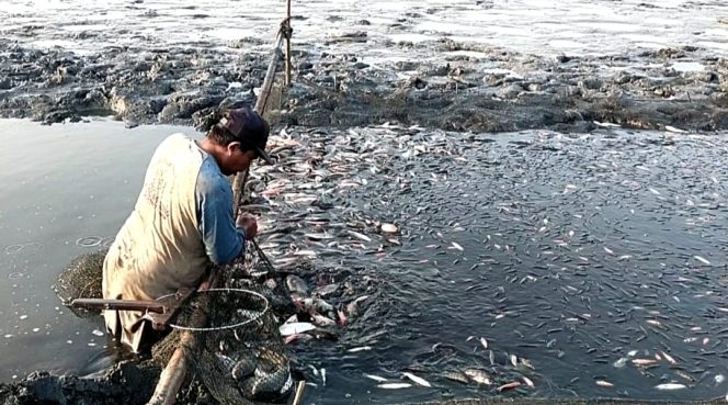
					Harga Anjlok, Petani Nila Salin Minta Pemerintah Pati Campur Tangan