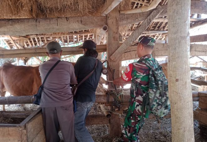 
					Anggota Babinsa Desa Mlokomanis Kulon, Koramil 03/Ngadirojo Serda Riwanto dan Koptu Budi, melaksanakan pendampingan kegiatan pemberian vaksin Penyakit Mulut dan Kuku (PMK) terhadap hewan Sapi milik warga