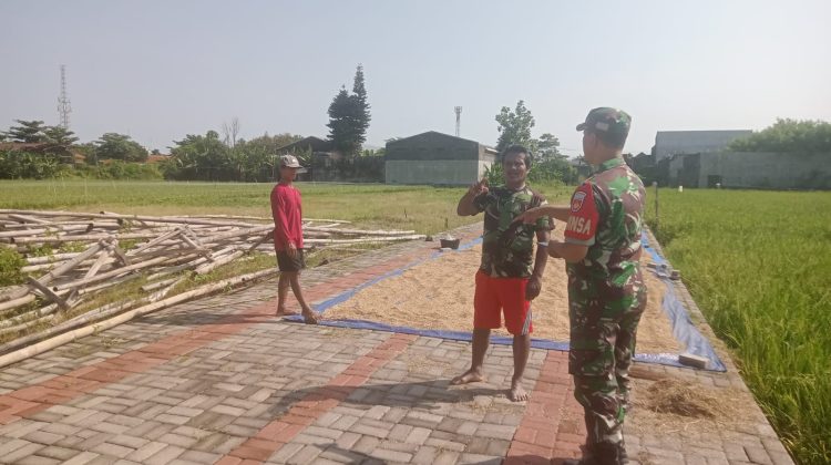 Babinsa Kelurahan Banyuanyar Koramil 02/Banjarsari Kodim 0735/Surakarta Sertu Yudha dan Serda Daryono yakni melaksanakan pendampingan serta memberikan edukasi kepada para petani di Kelurahan Banyuanyar, Kecamatan Banjarsari
