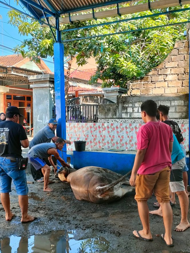 
					Penyembelihan hewan qurban di Musholla Al Huda Desa Kudukeras Juwana
