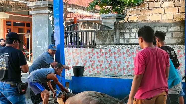 Penyembelihan hewan qurban di Musholla Al Huda Desa Kudukeras Juwana