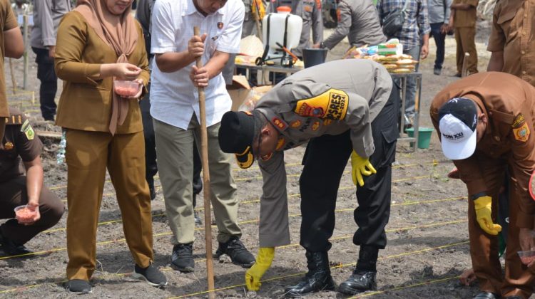 Kapolres Labusel, AKBP Arfin Fachreza melakukan penanaman jagung serentak 1 juta hektare secara nasional di Torgamba, Selasa (21/1/2025)
