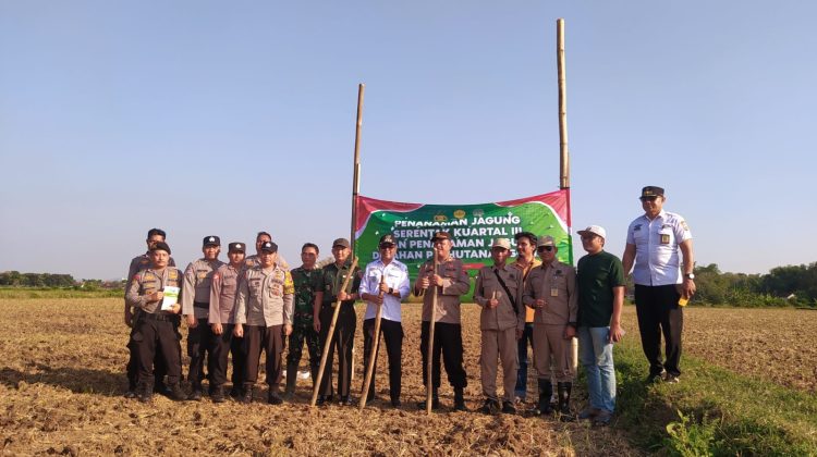 Jajaran Polsek Kaliori Polres Rembang bersama Forkompincam Kaliori melaksanakan kegiatan penanaman jagung serentak di Desa Maguan