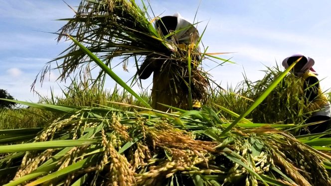 
					Luas panen tersebar di beberapa kecamatan, terbanyak di Kecamatan Kedu, Pringsurat, Kranggan, Ngadirejo, dan Parakan. (Foto:Dok.Jatengprov)
