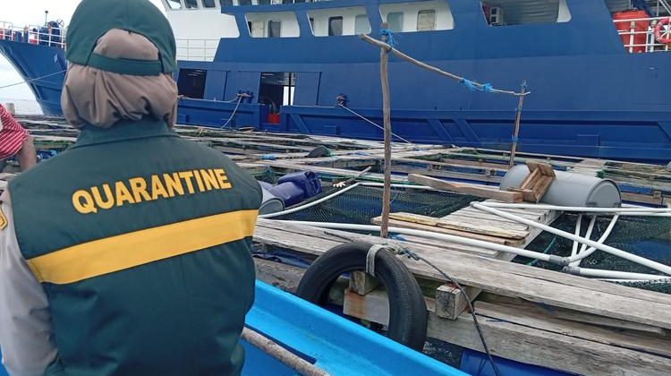 Petugas Karantina Maluku di Satuan Pelayanan Pelabuhan Laut Tual melakukan pengawasan dan pemeriksaan dari tanggal 4 sampai 5 Maret 2026, mulai dari lokasi Keramba Jaring Apung (KJA) hingga proses pemuatan ke kapal angkut. (Foto:Dok.Barantin)

