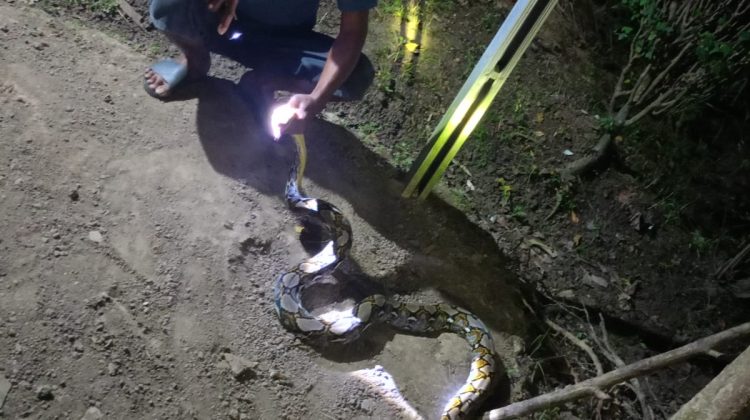 Seekor Ular Phiton Berukuran 2,5m Tertangkap Usai Memakan Ternak Warga Langkir Rembang