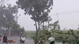 Angin kencang juga menumbangkan pepohonan di jalanan. (Foto:Tangkap Layar)
