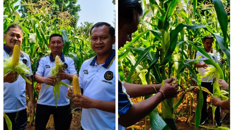 Lapas Kelas II B Pati Panen Jagung di lahan SAE (Sarana Asimilasi dan Edukasi)