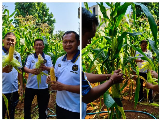 
					Lapas Kelas II B Pati Panen Jagung di lahan SAE (Sarana Asimilasi dan Edukasi)